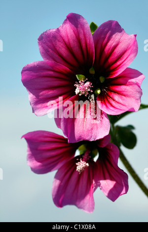 Schließen Sie die Ansicht von zwei lila Malve Blumen über einen blauen Himmel. Stockfoto