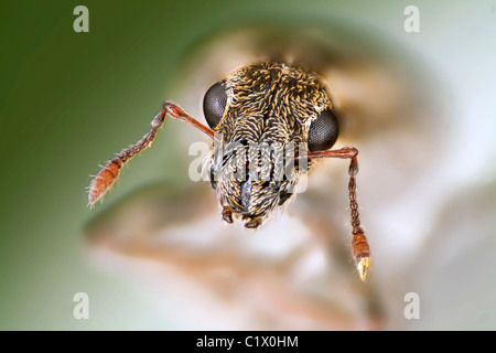 Die Erbse und Bohne Rüsselkäfer, Sitona Lineatus, hohe Makro-Ansicht von Kopf und Mundwerkzeuge Stockfoto