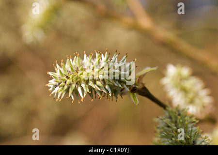 Willow-Knospe Stockfoto