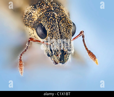 Die Erbse und Bohne Rüsselkäfer, Sitona Lineatus, hohe Makro-Ansicht von Kopf und Mundwerkzeuge Stockfoto