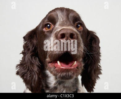 Cocker Spaniel vor einem grauen Hintergrund Stockfoto