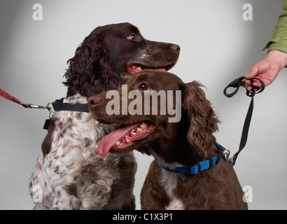 julius k9 cocker spaniel