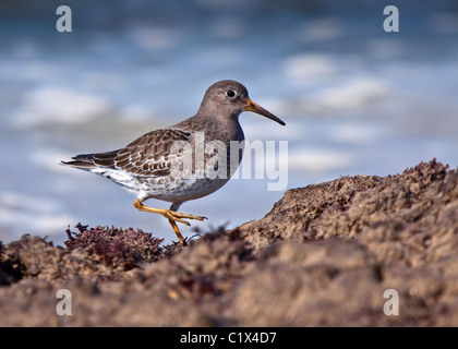 Meerstrandläufer Stockfoto