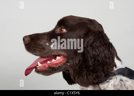 Cocker Spaniel vor einem grauen Hintergrund Stockfoto