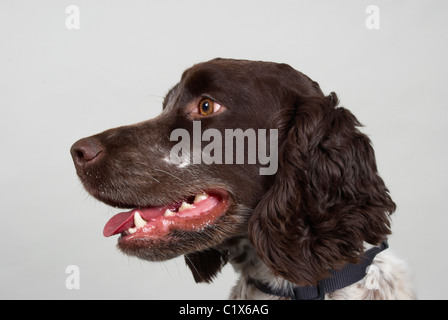 Cocker Spaniel vor einem grauen Hintergrund Stockfoto