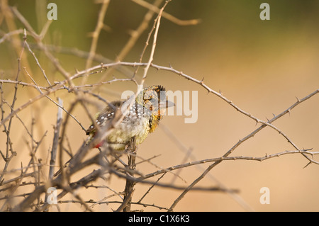 d'Arnaud der Barbet (Trachyphonus Darnaudii) sitzt im Busch in Samburu National Reserve, Kenia Stockfoto