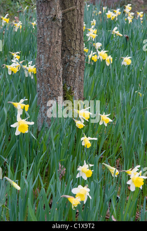 Wilde Narzissen (Narcissus Pseudonarcissus) in unter Wald im Frühjahr, Nottinghamshire. Stockfoto