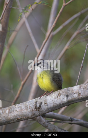 Zapata Sparrow Torreornis Inexpectata gehockt Filiale an der Halbinsel Zapata, Republik Kuba im März. Stockfoto