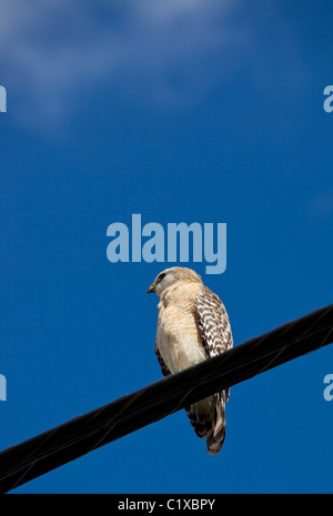 Red shouldered Hawk thront auf einem Draht, Florida, USA. Stockfoto