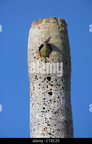 Fernandina Flicker Colaptes Fernandinae männlichen nisten Loch im toten Baum am Bermejas, Republik Kuba im April. Stockfoto