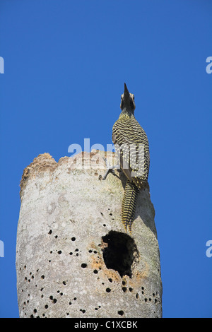 Fernandina Flicker Colaptes Fernandinae männlichen nisten Website in toten Baum am Bermejas, Republik Kuba im April. Stockfoto