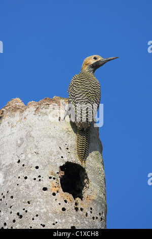 Fernandina Flicker Colaptes Fernandinae männlichen nisten Website in toten Baum am Bermejas, Republik Kuba im April. Stockfoto