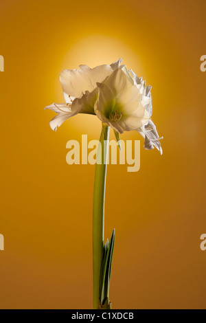 eine Amaryllis Amaryllisgewächse im studio Stockfoto