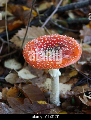 Rot begrenzt Pilz (Amanita Muscaria) Stockfoto