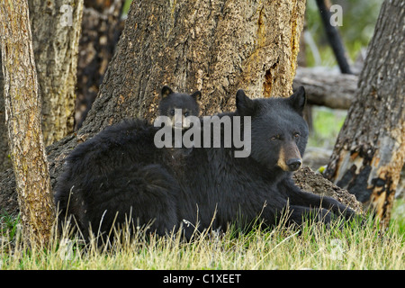 Cub an Bord Mutter Bär Stockfoto