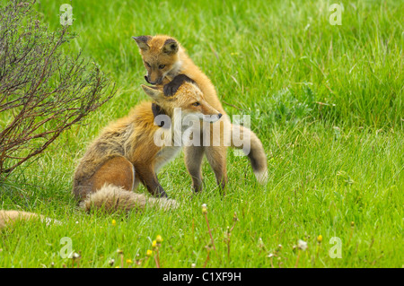 Baby-Rotfuchs greift spielerisch Mutter Fuchs Stockfoto