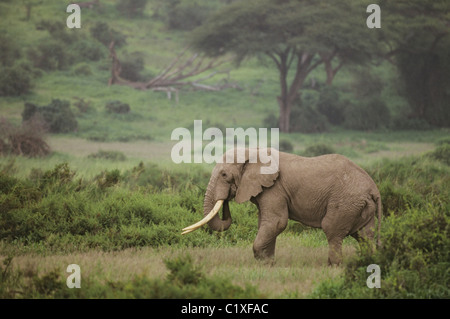 Elefantenbulle in alten afrikanischen Wald Stockfoto