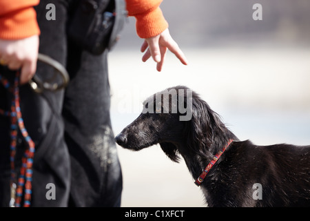 Turkmenischen Greyhound und Trainer im Freien. Natürliches Licht und Farben Stockfoto