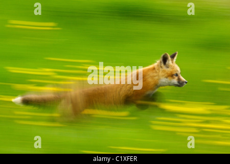 Racing Fox Baby im Löwenzahn Stockfoto