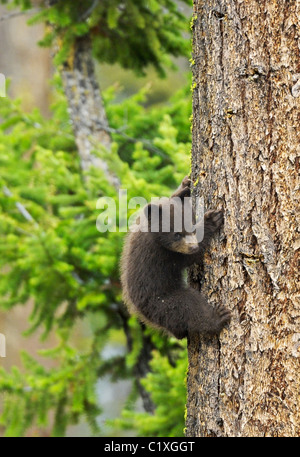 Kleine Zimt schwarzer Bär Stockfoto