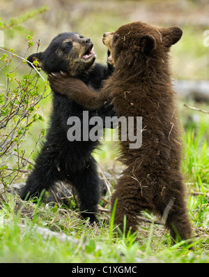 Schwarz und Cinnamon Bear Cubs Ringen. Stockfoto