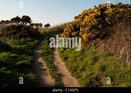 Die oberen Felsenweg zwischen Overstrand und Cromer an einem sonnigen Frühlingstag mit leuchtend gelb blühenden Ginster. Stockfoto