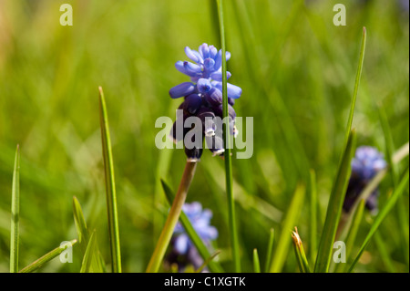 Traubenhyazinthen (Muscari) in einer grünen Wiese blüht im Frühjahr in Oxfordshire. Stockfoto