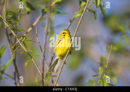 Prairie Warbler Dendroica entfärben männlich thront im Busch am Punta El Morro, Cayo Guillermo, Republik Kuba im April. Stockfoto