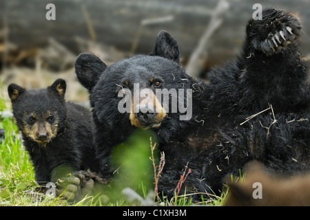 Mutter schwarzer Bär mit ihrem neuen Cub tummeln. Stockfoto