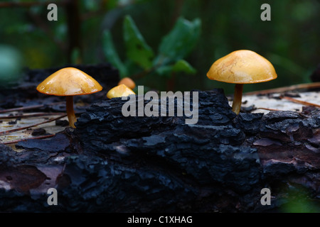 Einige Pilze, die auf der Seite auf einem verbrannten und gefallenen Baumstamm wächst. Stockfoto