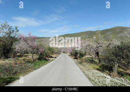 Blick auf ländliche Straße, Berg Dorf Fachecha, Comarca de Comtat, Provinz Alicante, Valencia, Spanien Stockfoto