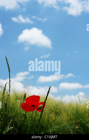 Roter Mohn in einem Weizenfeld unter blauem Himmel Stockfoto
