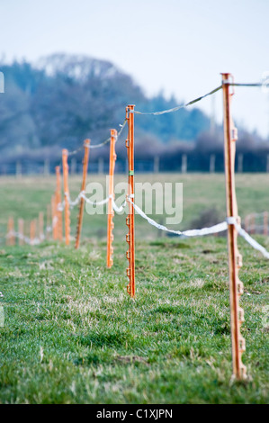 Temporäre Elektrozaun verwendet um Pferdekoppeln Stockfoto