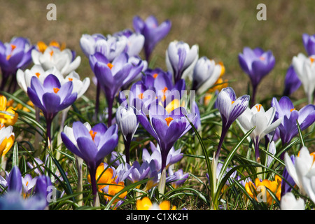 Viele lila Krokus Blüten im Frühjahr Stockfoto