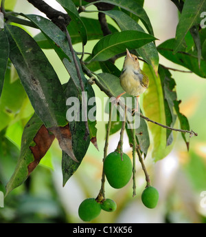 Ein Schneider Vogel, Orthotomus Sutorius, auf einem Mango-Ast mit grünen Mangos mit Textfreiraum Stockfoto