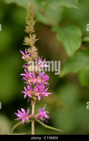 Blutweiderich, Lythrum salicaria Stockfoto