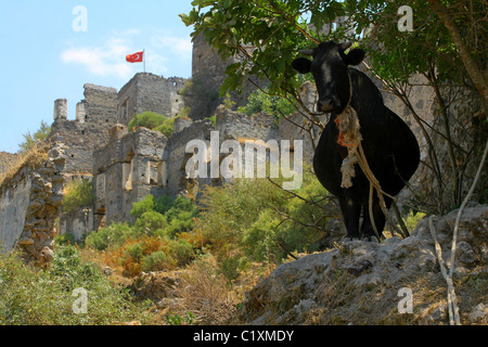 Kuh steht auf dem Hügel in verlassene Stadt Kayaköy. Fethiye, Türkei Stockfoto