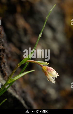 Snowdon Lilie oder Berg Dreimasterblume, Gagea oder Lloydia serotina Stockfoto