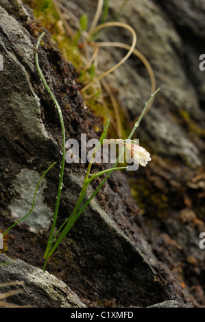 Snowdon Lilie oder Berg Dreimasterblume, Gagea oder Lloydia serotina Stockfoto