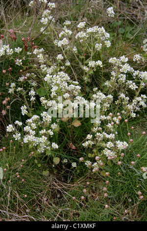 Gemeinsamen Skorbut-Rasen, Cochlearia Officinalis, Brassicaceae. Cornwall, England, Vereinigtes Königreich. Britische wilde Blume. Stockfoto