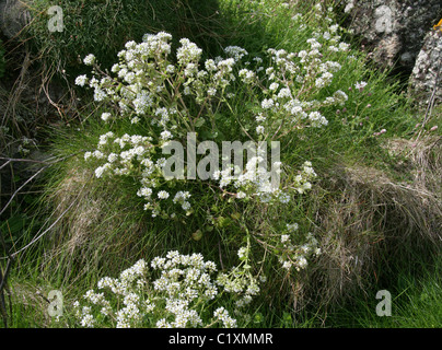 Gemeinsamen Skorbut-Rasen, Cochlearia Officinalis, Brassicaceae. Cornwall, England, Vereinigtes Königreich. Britische wilde Blume. Stockfoto