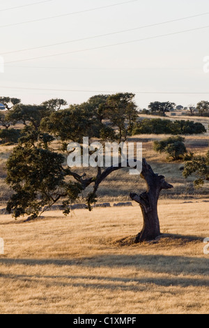 Gebogenen Holm Eiche auf einer trockenen Wiese. Stockfoto