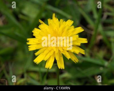 Grobe Hawkbit, Leontodon hispidus Stockfoto