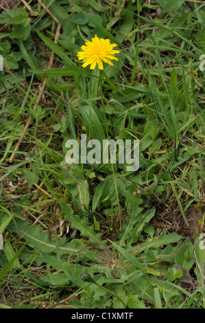 Grobe Hawkbit, Leontodon hispidus Stockfoto