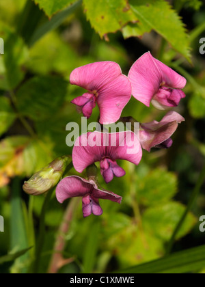 Narrow-leaved Everlasting-Erbse, Lathyrus sylvestris Stockfoto