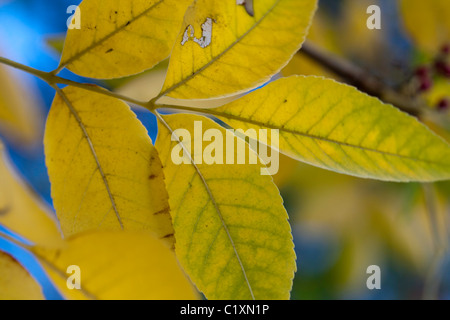 Nahaufnahme von einigen gelben Blätter eines Baumes Herbst ankündigt. Stockfoto