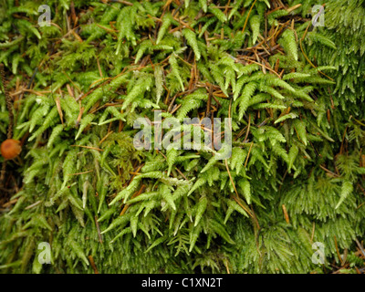 Hypnum Cupressiforme, Cypress Blatt Zopf Moos Stockfoto