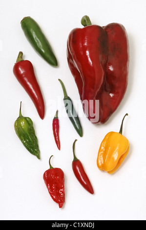 Auswahl an Chili Sorten auf einem weißen Hintergrund - Poblano, Habanero, Serrano, Vogels Auge, Dorset Naga und Jalapeno. Stockfoto