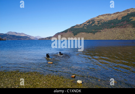 Zwei Hunde schwimmen im Loch Lomond Stockfoto