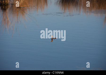 Entlein allein in einem Teich bei St. Marks National Wildlife Refuge, Florida USA Stockfoto